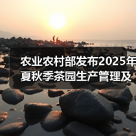 农业农村部发布2025年夏秋季茶园生产管理及防灾减灾技术指导意见(图1) 农业农村部发布2025年夏秋季茶园生产管理及防灾减灾技术指导意见(图1)