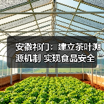 安徽祁门:建立茶叶溯源机制 实现食品安全“一码溯源”(图2) 安徽祁门:建立茶叶溯源机制 实现食品安全“一码溯源”(图2)