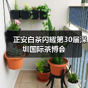 正安白茶闪耀第30届深圳国际茶博会(图4) 正安白茶闪耀第30届深圳国际茶博会(图4)