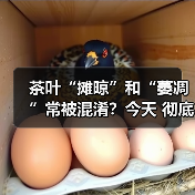 茶叶“摊晾”和“萎凋”常被混淆?今天 彻底理清!(图1) 茶叶“摊晾”和“萎凋”常被混淆?今天 彻底理清!(图1)