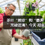 茶叶“摊晾”和“萎凋”常被混淆?今天 彻底理清!(图3) 茶叶“摊晾”和“萎凋”常被混淆?今天 彻底理清!(图3)