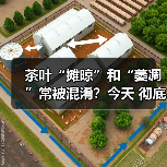 茶叶“摊晾”和“萎凋”常被混淆?今天 彻底理清!(图4) 茶叶“摊晾”和“萎凋”常被混淆?今天 彻底理清!(图4)