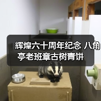 辉煌六十周年纪念 八角亭老班章古树青饼(图1) 辉煌六十周年纪念 八角亭老班章古树青饼(图1)