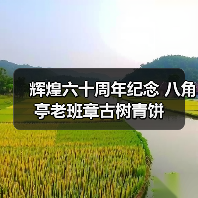 辉煌六十周年纪念 八角亭老班章古树青饼(图4) 辉煌六十周年纪念 八角亭老班章古树青饼(图4)