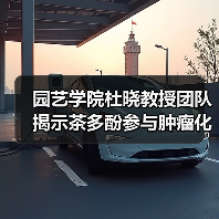 园艺学院杜晓教授团队揭示茶多酚参与肿瘤化疗的增效减毒新策略（图1）