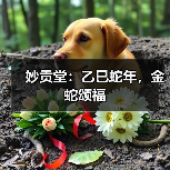 妙贡堂:乙巳蛇年,金蛇颂福(图4) 妙贡堂:乙巳蛇年,金蛇颂福(图4)