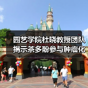 园艺学院杜晓教授团队揭示茶多酚参与肿瘤化疗的增效减毒新策略（图4）