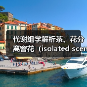 代谢组学解析茶、花分离窨花(isolated scenting)对碎绿茶滋味的影响(图1) 代谢组学解析茶、花分离窨花(isolated scenting)对碎绿茶滋味的影响(图1)