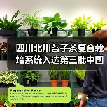 四川北川苔子茶复合栽培系统入选第三批中国全球重要农业文化遗产预备名单（图2）