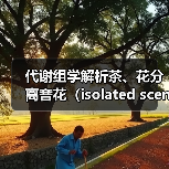 代谢组学解析茶、花分离窨花(isolated scenting)对碎绿茶滋味的影响(图4) 代谢组学解析茶、花分离窨花(isolated scenting)对碎绿茶滋味的影响(图4)
