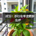 速览！茶行业年度数据出炉（图3）
