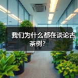 我们为什么都在谈论古茶树?(图2) 我们为什么都在谈论古茶树?(图2)