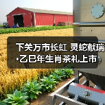 下关万市长虹 灵蛇献瑞·乙巳年生肖茶礼上市（图2）