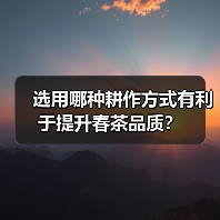 选用哪种耕作方式有利于提升春茶品质？（图2）