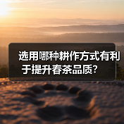选用哪种耕作方式有利于提升春茶品质？（图4）