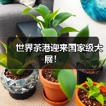 世界茶港迎来国家级大展!(图3) 世界茶港迎来国家级大展!(图3)