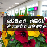 金蛇盘锦岁，纳福璇新途 大益盘锦璇金贺岁