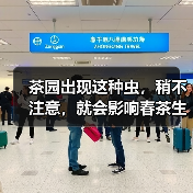 茶园出现这种虫,稍不注意,就会影响春茶生产(图1) 茶园出现这种虫,稍不注意,就会影响春茶生产(图1)