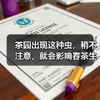 茶园出现这种虫,稍不注意,就会影响春茶生产(图2) 茶园出现这种虫,稍不注意,就会影响春茶生产(图2)