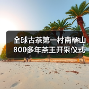 全球古茶第一村南糯山800多年茶王开采仪式:探寻千年古茶魅力,共赴春日茶韵之约(图4) 全球古茶第一村南糯山800多年茶王开采仪式:探寻千年古茶魅力,共赴春日茶韵之约(图4)