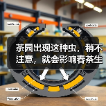 茶园出现这种虫,稍不注意,就会影响春茶生产(图4) 茶园出现这种虫,稍不注意,就会影响春茶生产(图4)