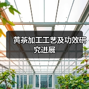 黄茶加工工艺及功效研究进展(图1) 黄茶加工工艺及功效研究进展(图1)