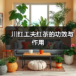 川红工夫红茶的功效与作用(图4) 川红工夫红茶的功效与作用(图4)
