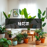 桂花茶(图2) 桂花茶(图2)