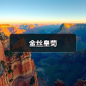 金丝皇菊（图3）