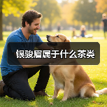 银骏眉属于什么茶类（图3）