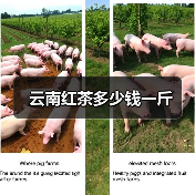 云南红茶多少钱一斤（图3）