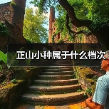 正山小种属于什么档次(图2) 正山小种属于什么档次(图2)