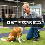 宜昌工夫茶功效和禁忌（图1）