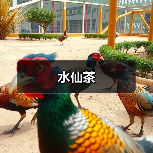 水仙茶（图4）