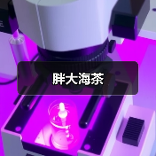 胖大海茶（图3）