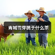 青城雪芽属于什么茶(图4) 青城雪芽属于什么茶(图4)