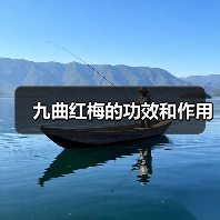 九曲红梅的功效和作用(图3) 九曲红梅的功效和作用(图3)