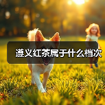 遵义红茶属于什么档次（图1）