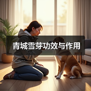 青城雪芽功效与作用(图1) 青城雪芽功效与作用(图1)