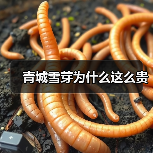 青城雪芽为什么这么贵(图3) 青城雪芽为什么这么贵(图3)