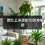 宜红工夫茶的功效与禁忌(图2) 宜红工夫茶的功效与禁忌(图2)