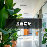 金萱乌龙（图3）