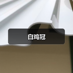 白鸡冠(图1) 白鸡冠(图1)