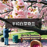 平和白芽奇兰(图4) 平和白芽奇兰(图4)