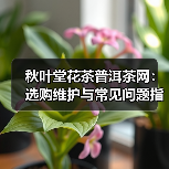 秋叶堂花茶普洱茶网:选购维护与常见问题指南(图2) 秋叶堂花茶普洱茶网:选购维护与常见问题指南(图2)