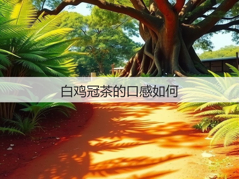 白鸡冠茶的口感如何(图3)