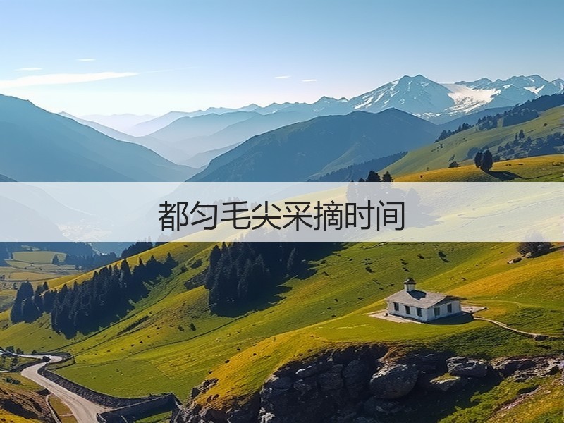 都匀毛尖采摘时间(图2)