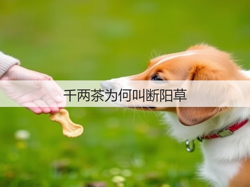千两茶为何叫断阳草(图3) 千两茶为何叫断阳草(图3)