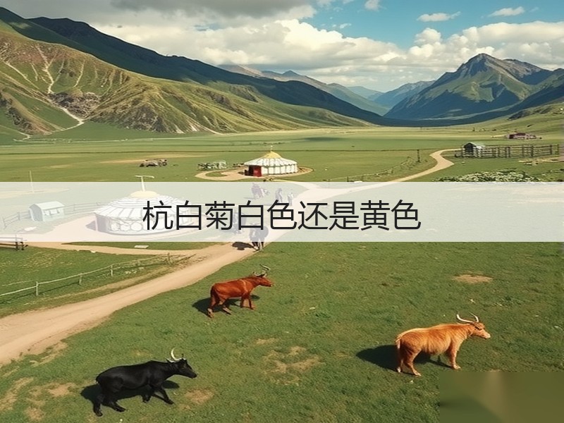 杭白菊白色还是黄色(图2)