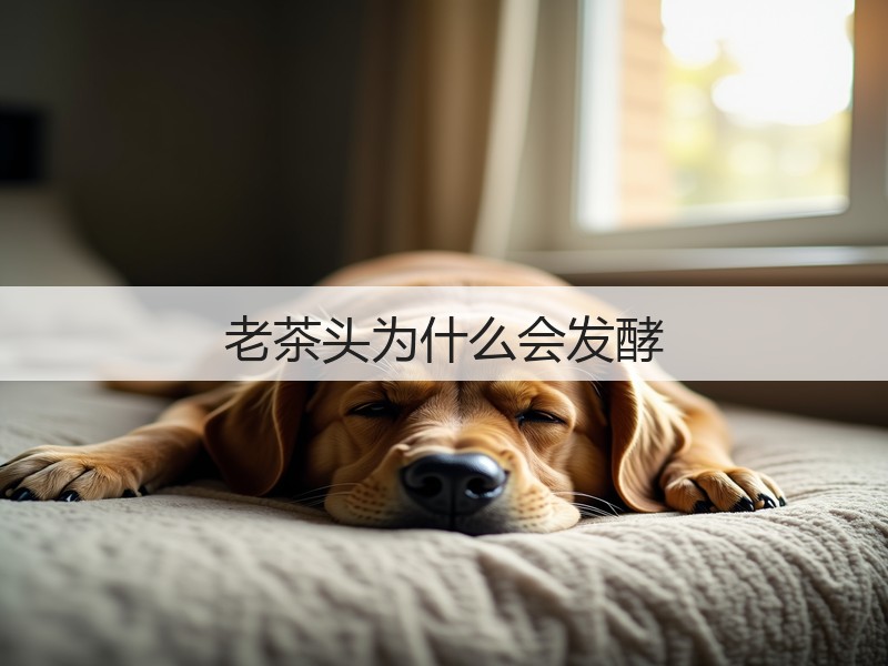 老茶头为什么会发酵(图3)